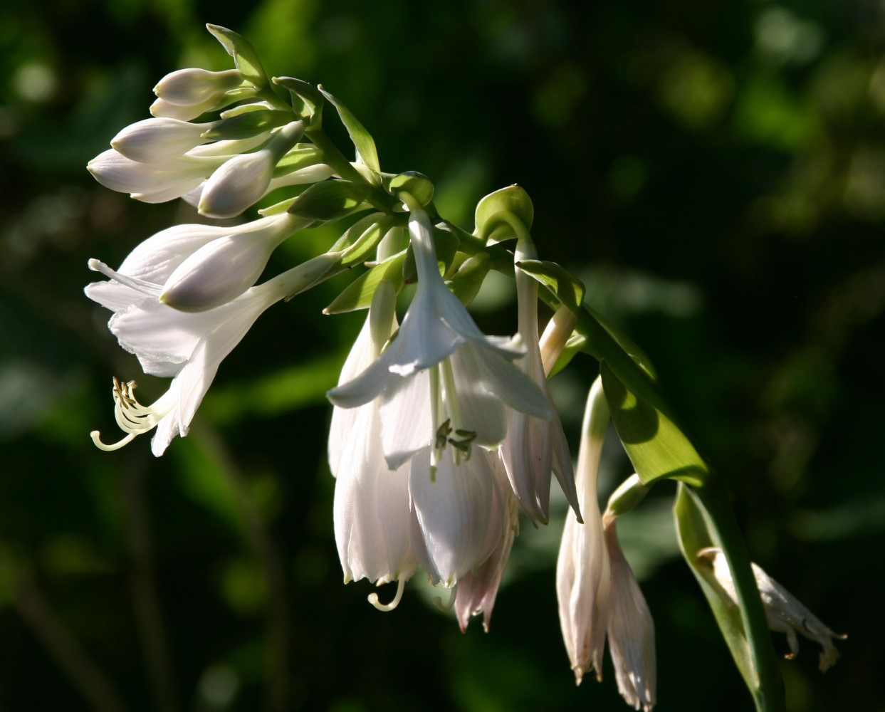 hosta-sieboldiana-elegans