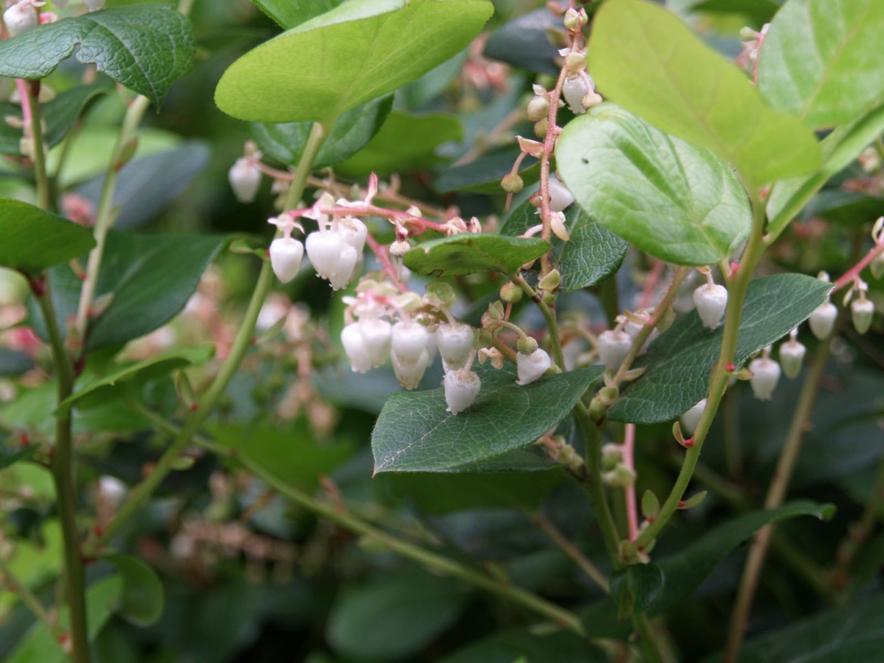 Gaultheria shallon : C2 : 15-30