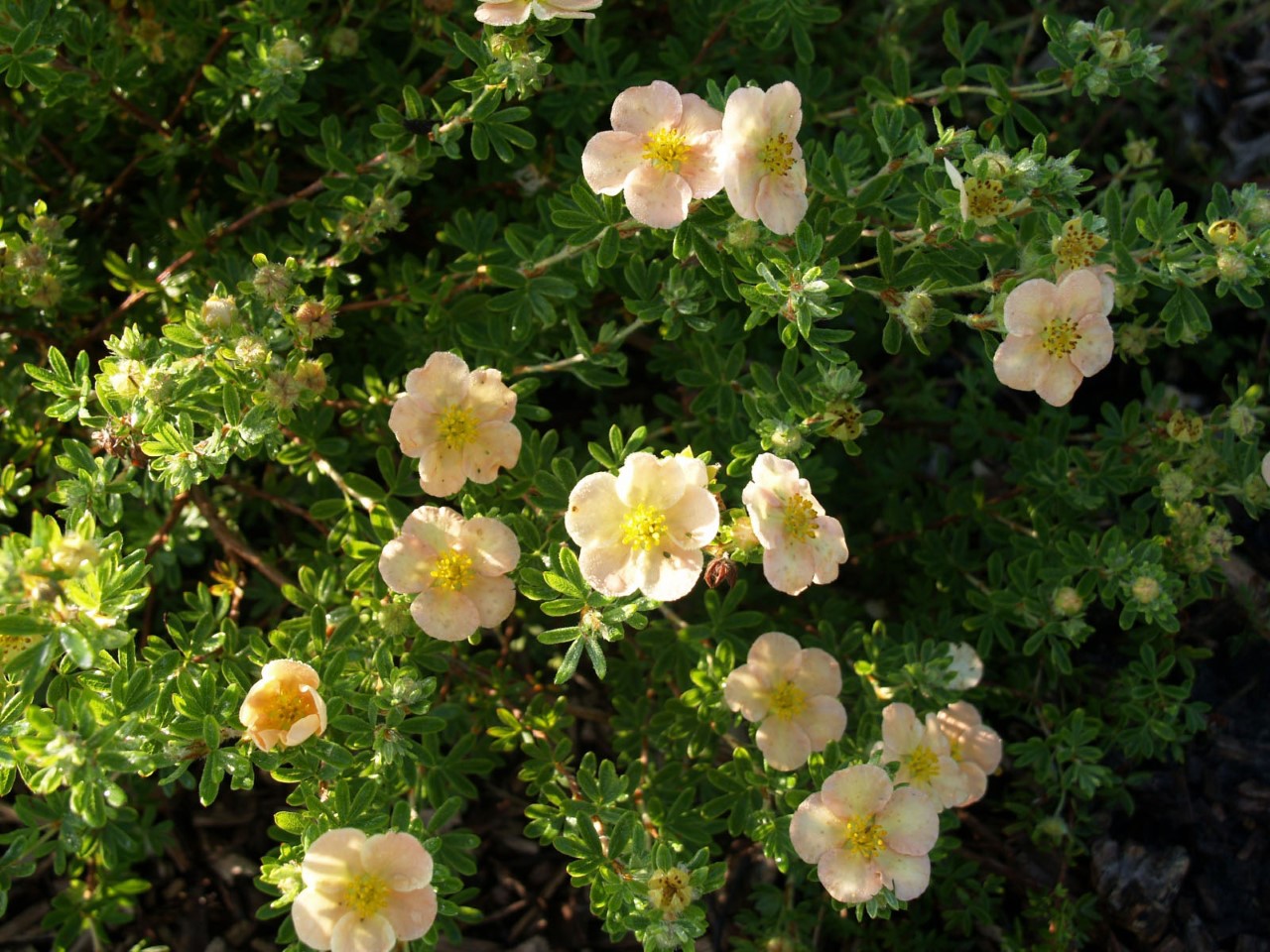 potentilla-fruticosa-daydawn