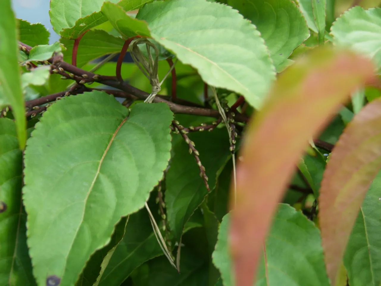 Stachyurus chinensis 'Celina'