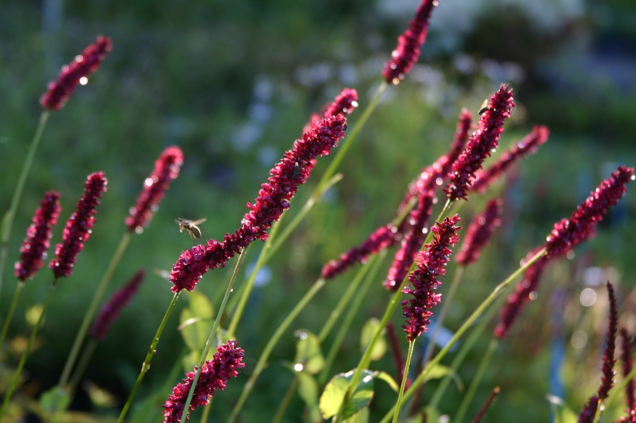 Persicaria amplexicaulis 'Fat Domino' persicaria-amplexicaulis-fat-domino