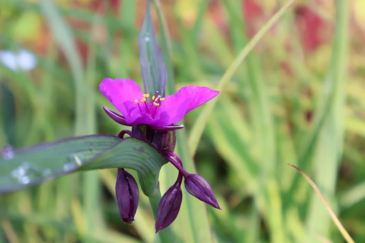 Tradescantia 'Red Grape'