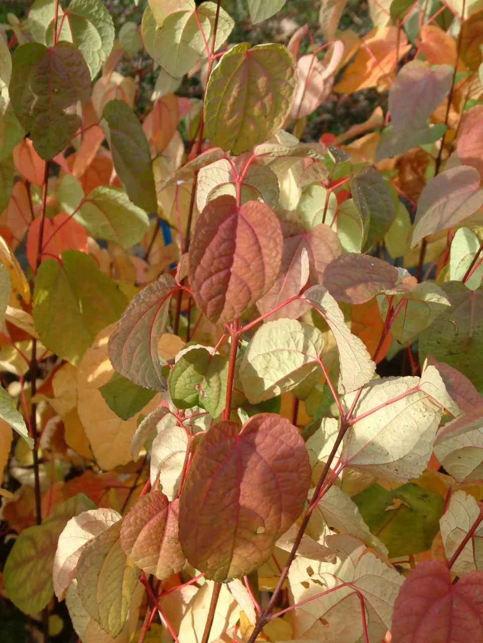 Cercidiphyllum japonicum : C3 : 60-100