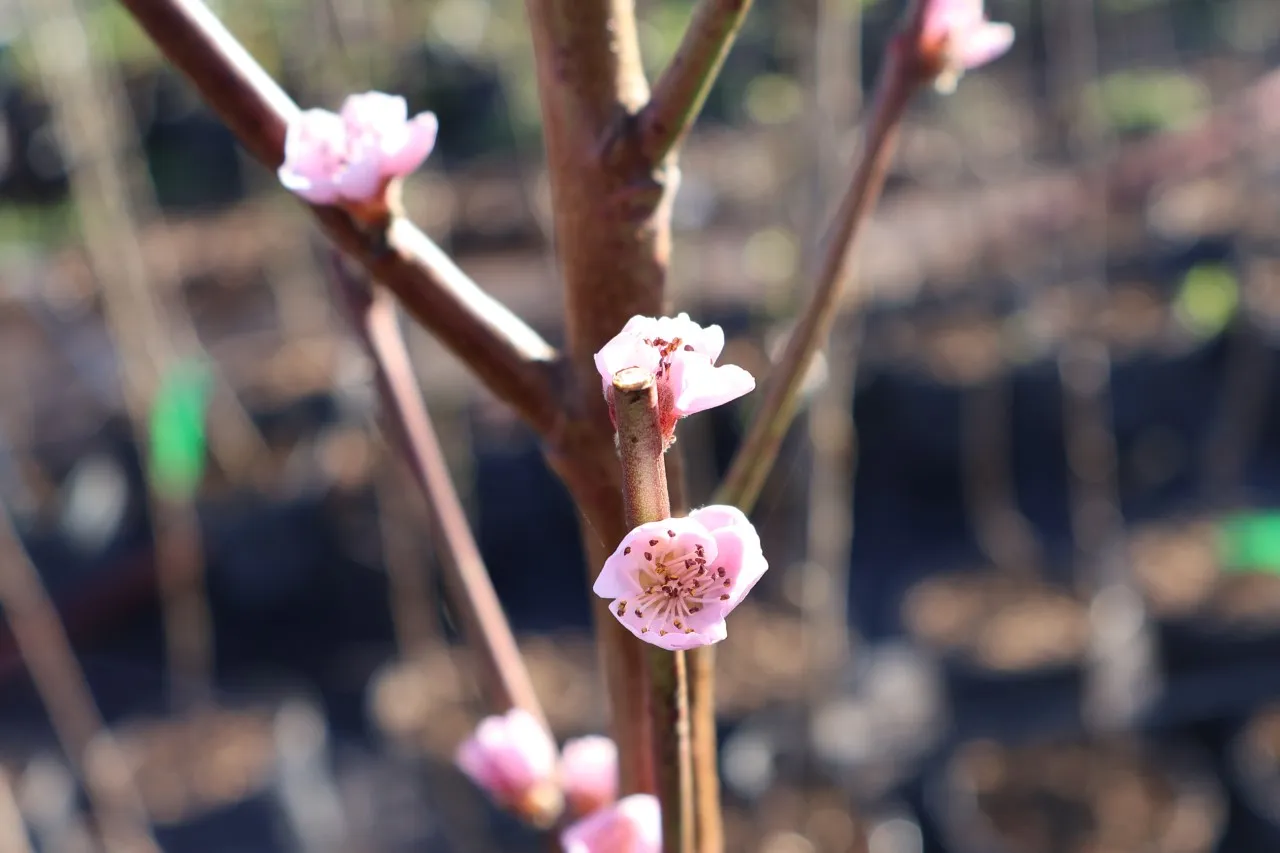 Prunus persica 'Red Gold'