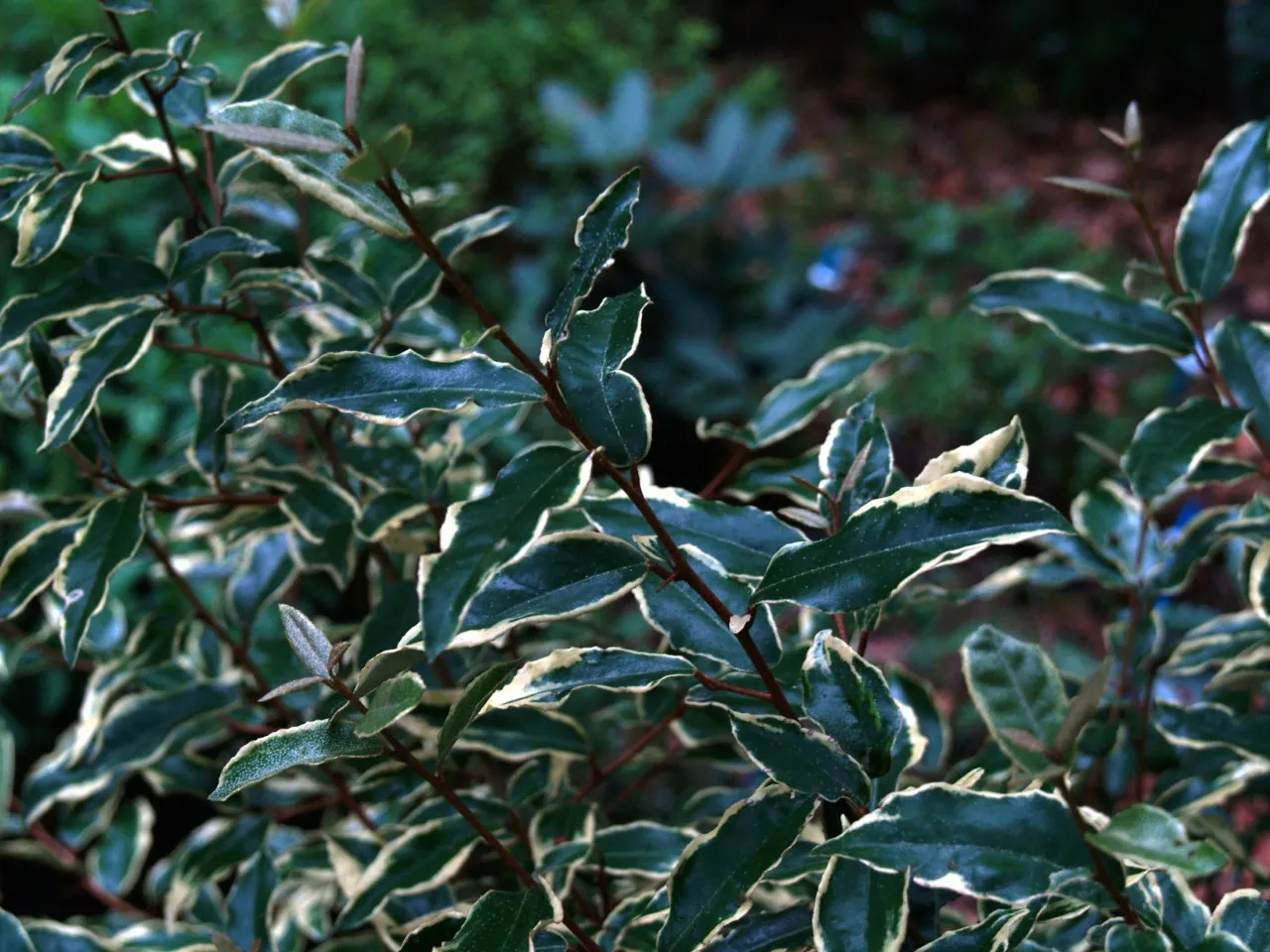 Elaeagnus pungens 'Hosuba-fukurin' : C2 : 15-30