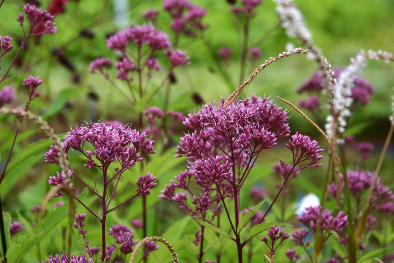 eupatorium-maculatum-riesenschirm