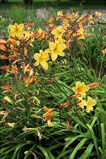 hemerocallis-middendorffii