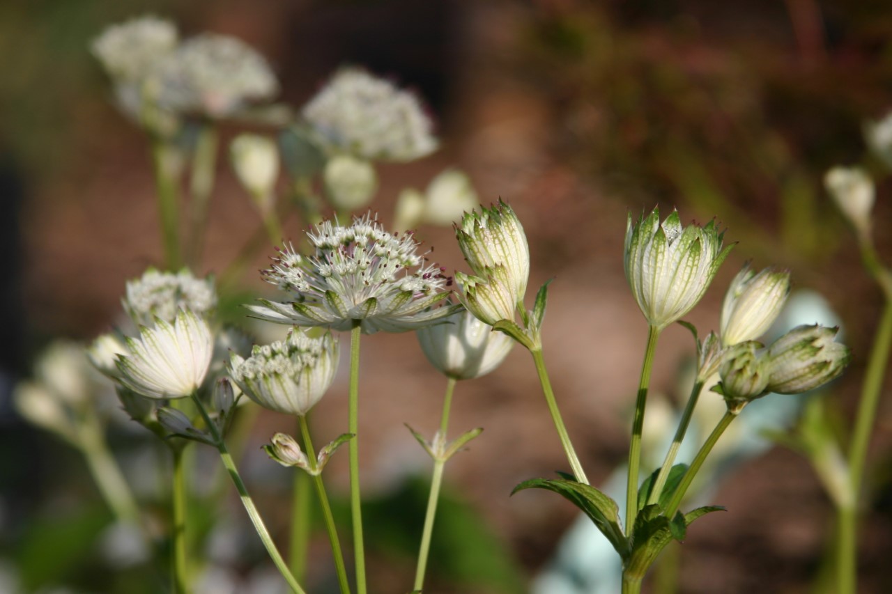 Astrantia major 'Shaggy' : P9