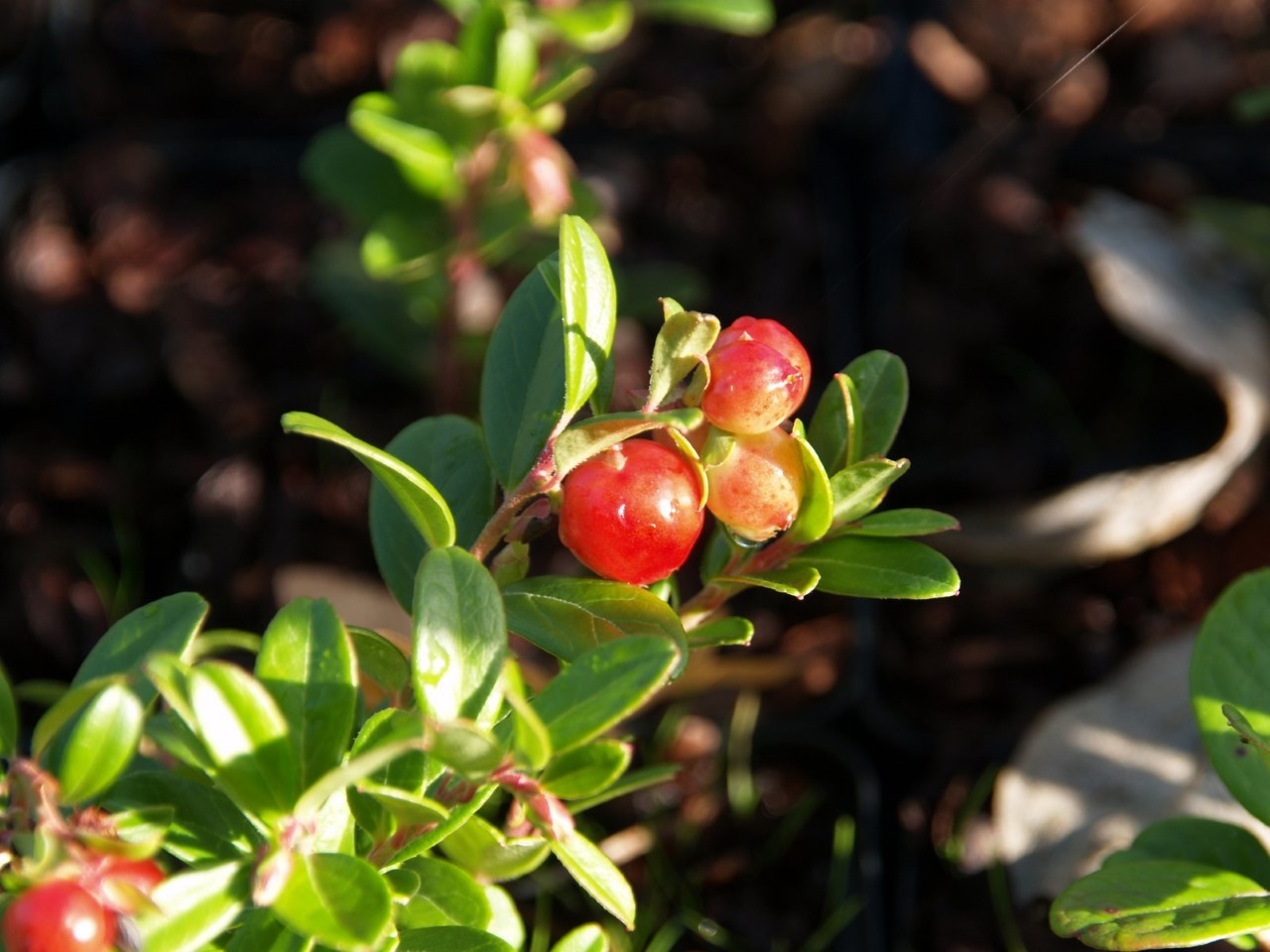 vaccinium-vitis-idaea