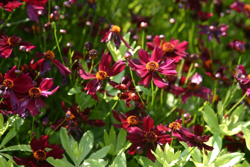 coreopsis-limerock-ruby