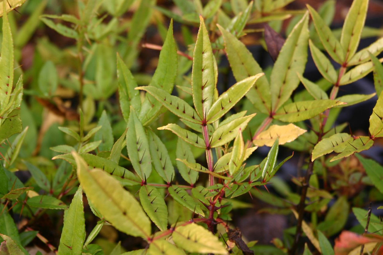 zanthoxylum-fraxineum