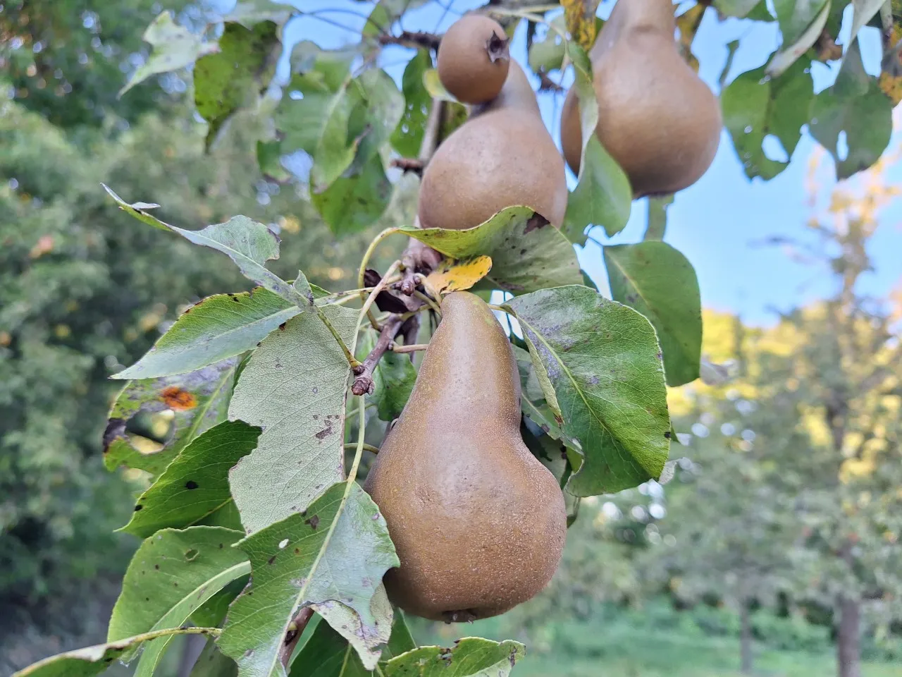 Pyrus communis 'Conference'