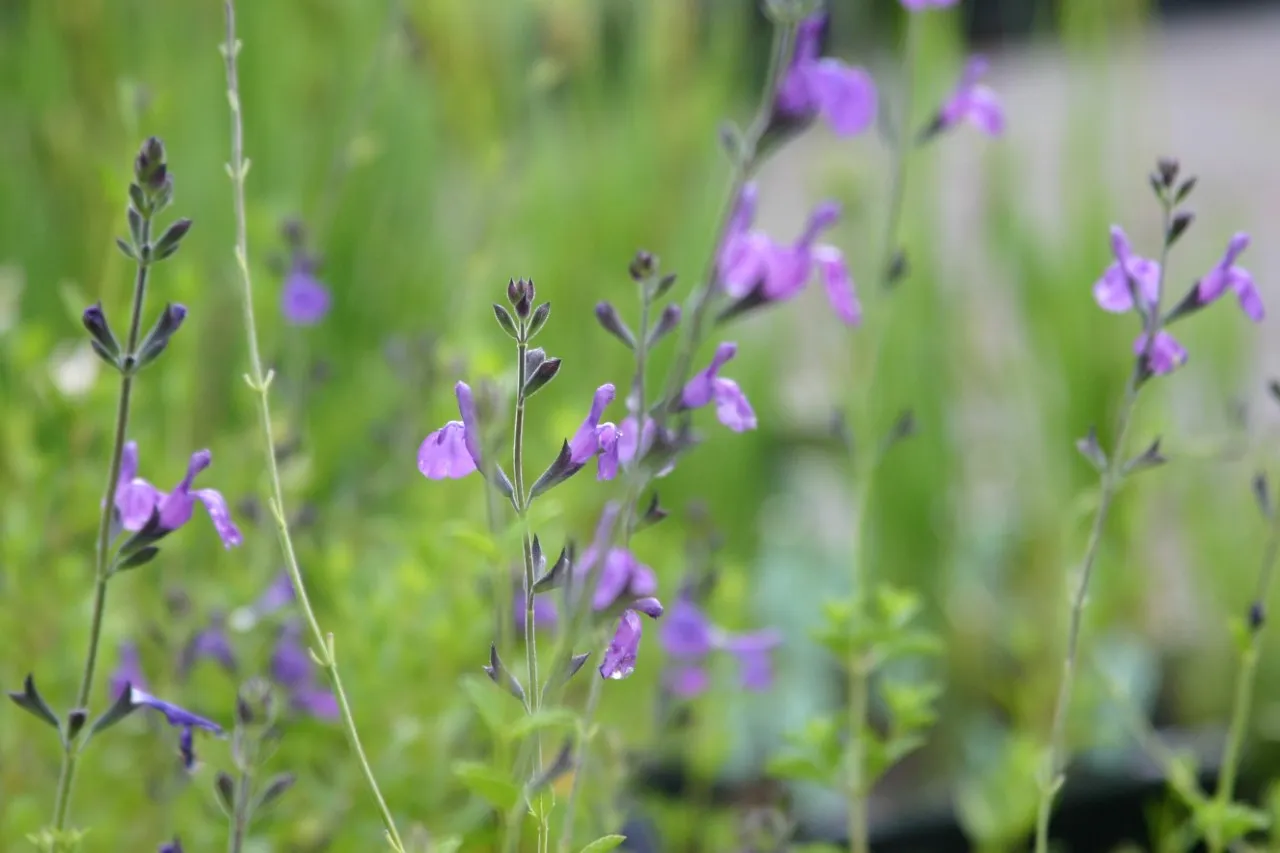 Salvia 'Aromax Blue'