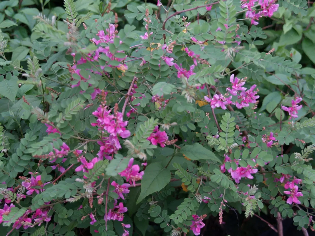 Indigofera potaninii : C2 : 15-30