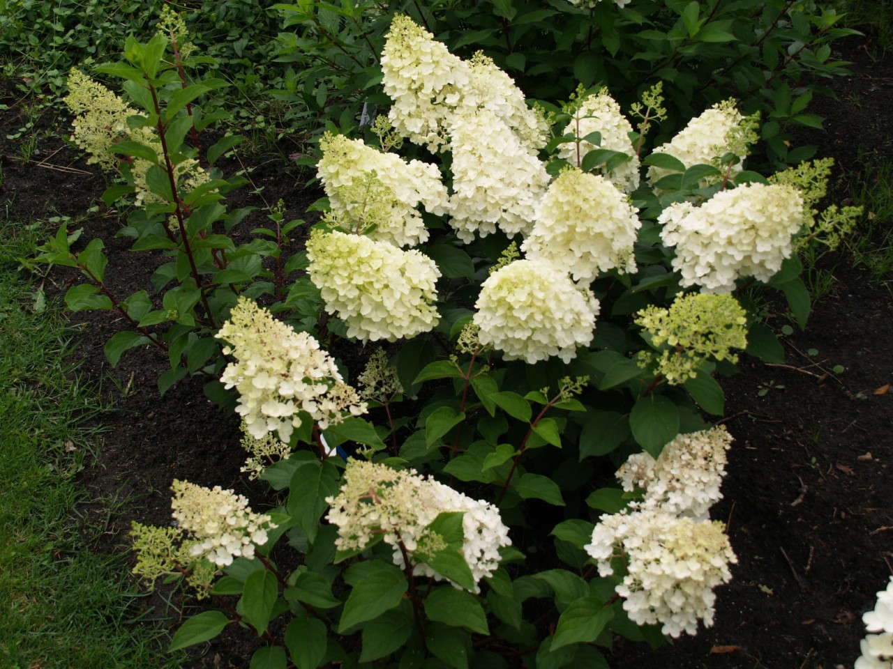 hydrangea-paniculata-silver-dollar