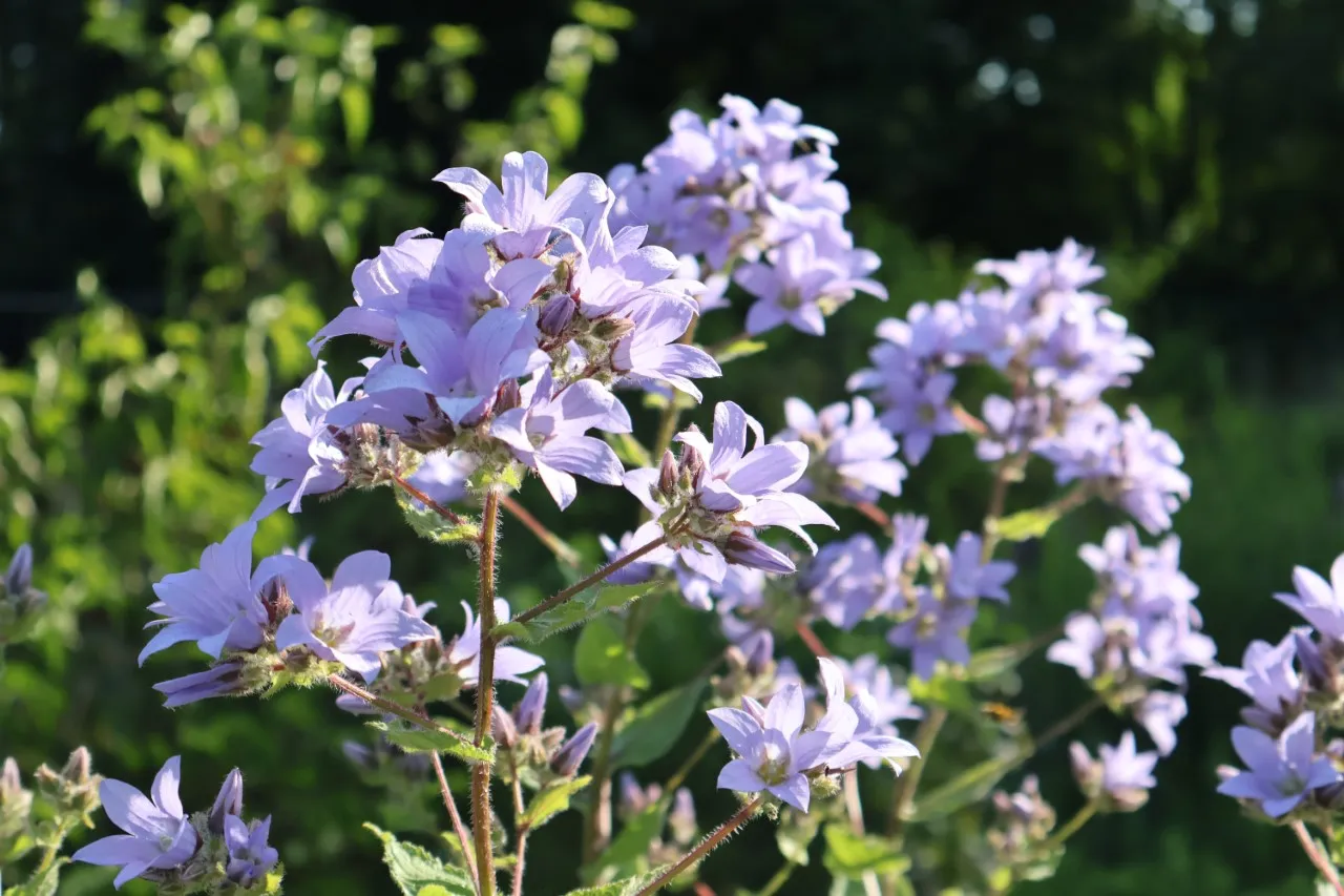 Campanula lactiflora 'Prichard's Variety'