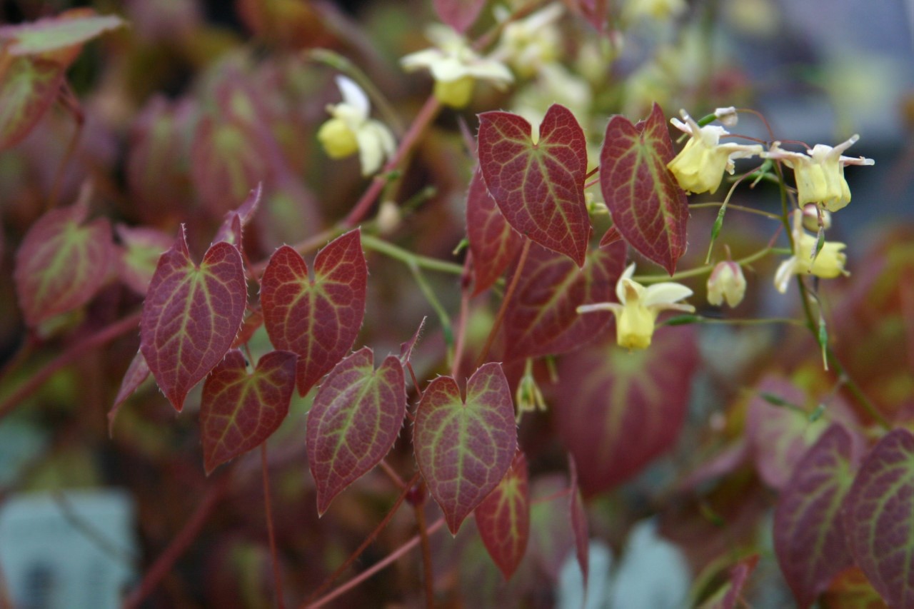 Epimedium perralchicum 'Frohnleiten' : P9