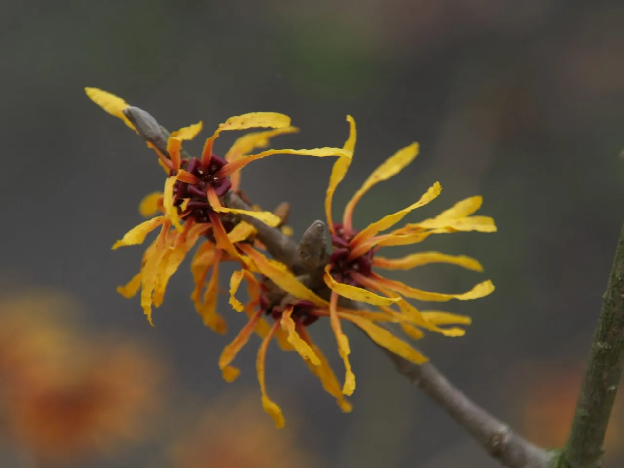 Hamamelis x intermedia 'Orange Peel' : C2 : 15-30