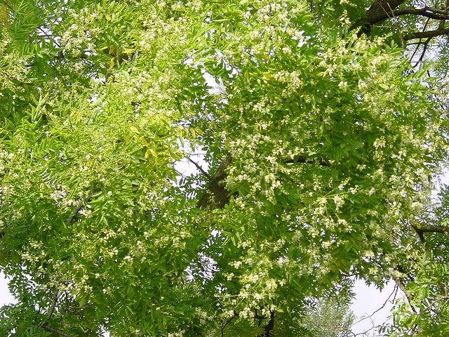 sophora-japonica