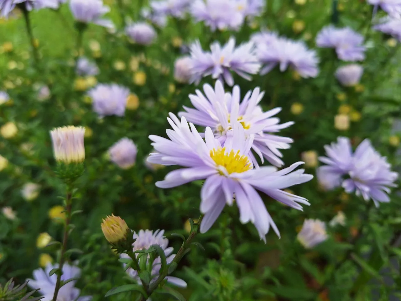Aster novi-belgii 'Porzellan' : P9