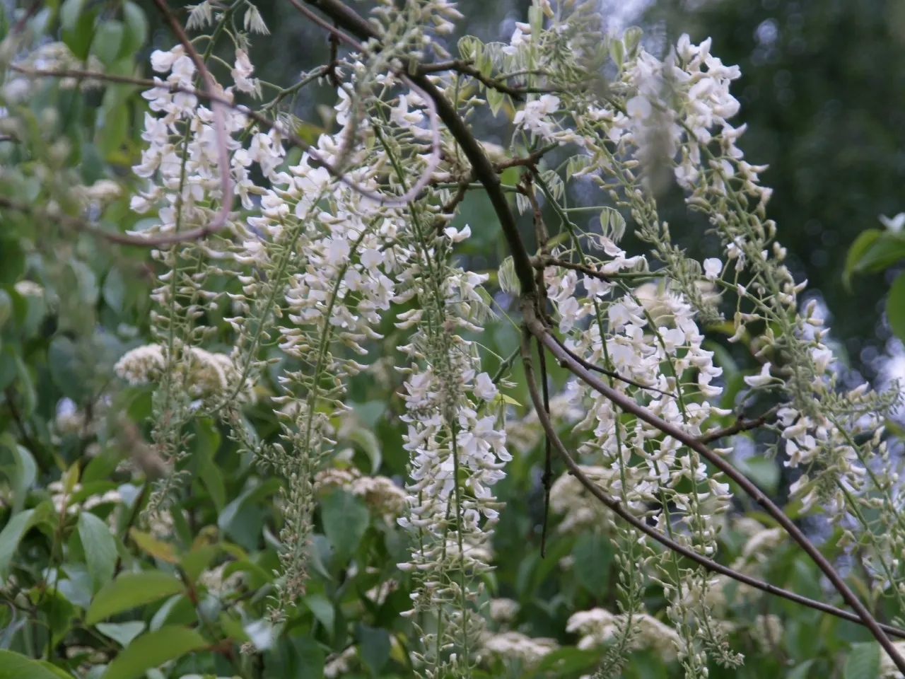Wisteria floribunda 'Shiro Noda' : C7.5 : 150-200