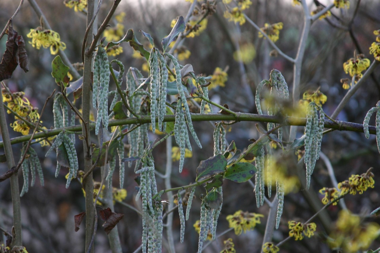 garrya-elliptica-james-roof