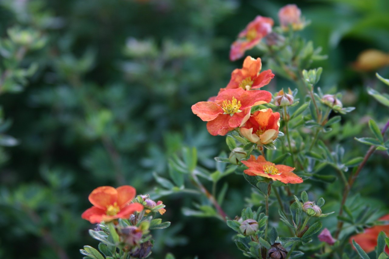 potentilla-fruticosa-hopleys-orange