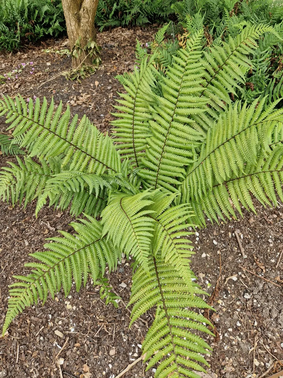 Dryopteris wallichiana : P9
