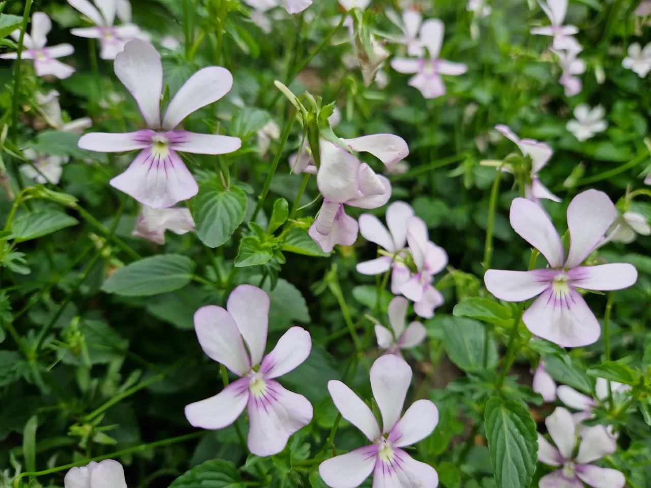 Viola cornuta ' Victoria's Blush'