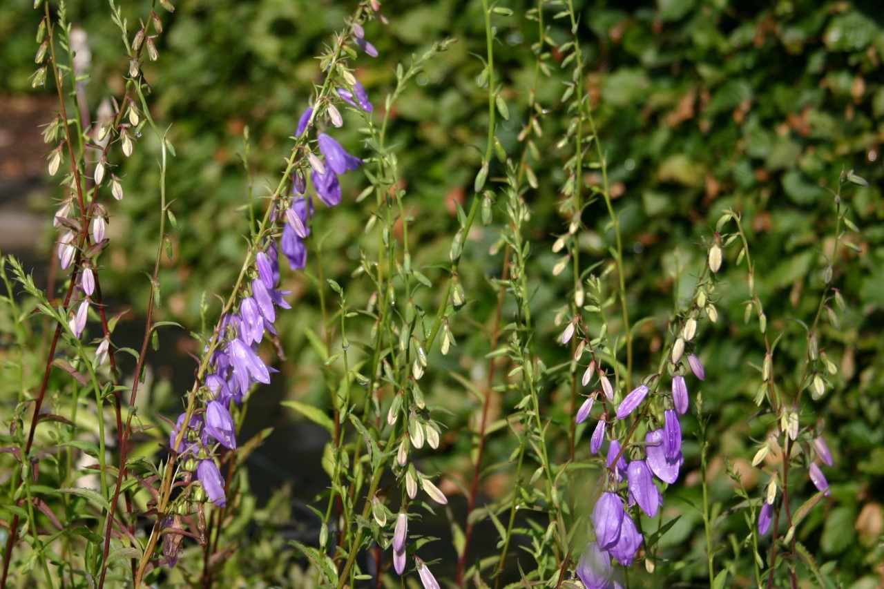 campanula-rapunculoides
