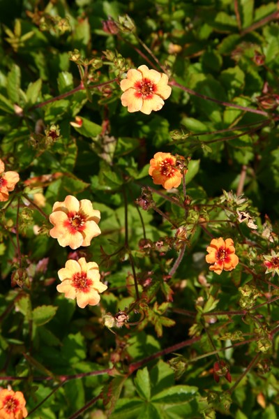 potentilla-tonguei