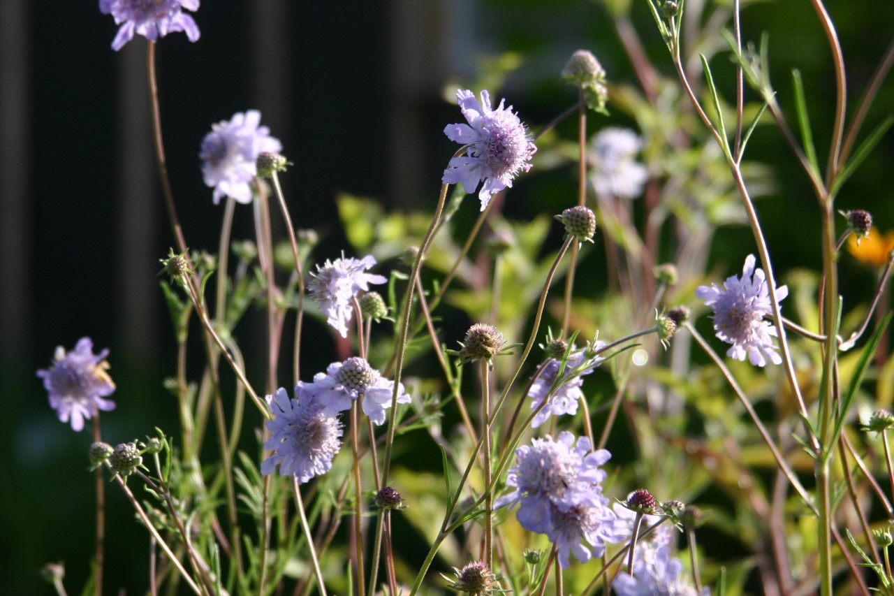 scabiosa-canescens