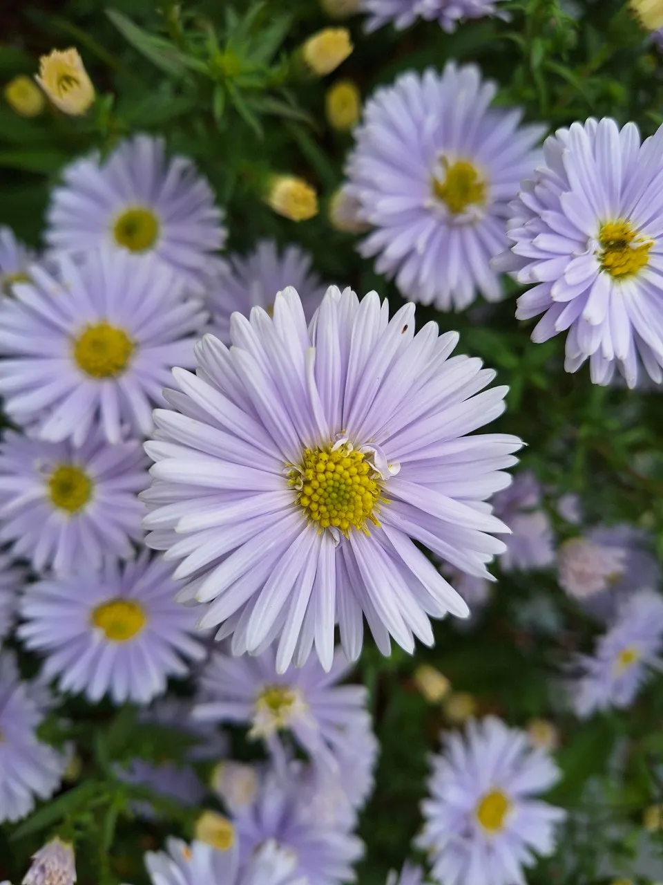 Aster novi-belgii 'Porzellan' : P9