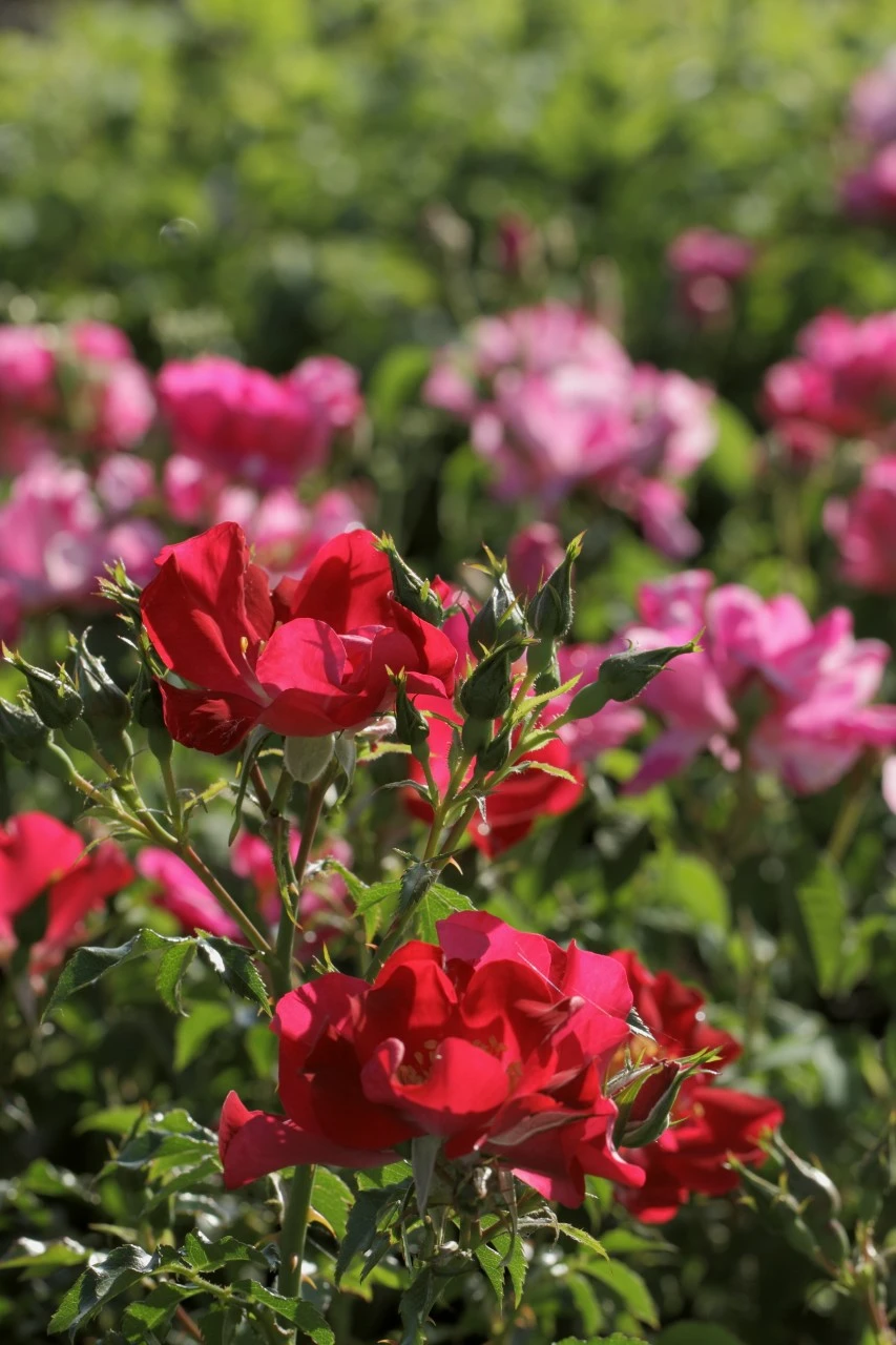 Rosa 'Dortmund' Biologisch : W