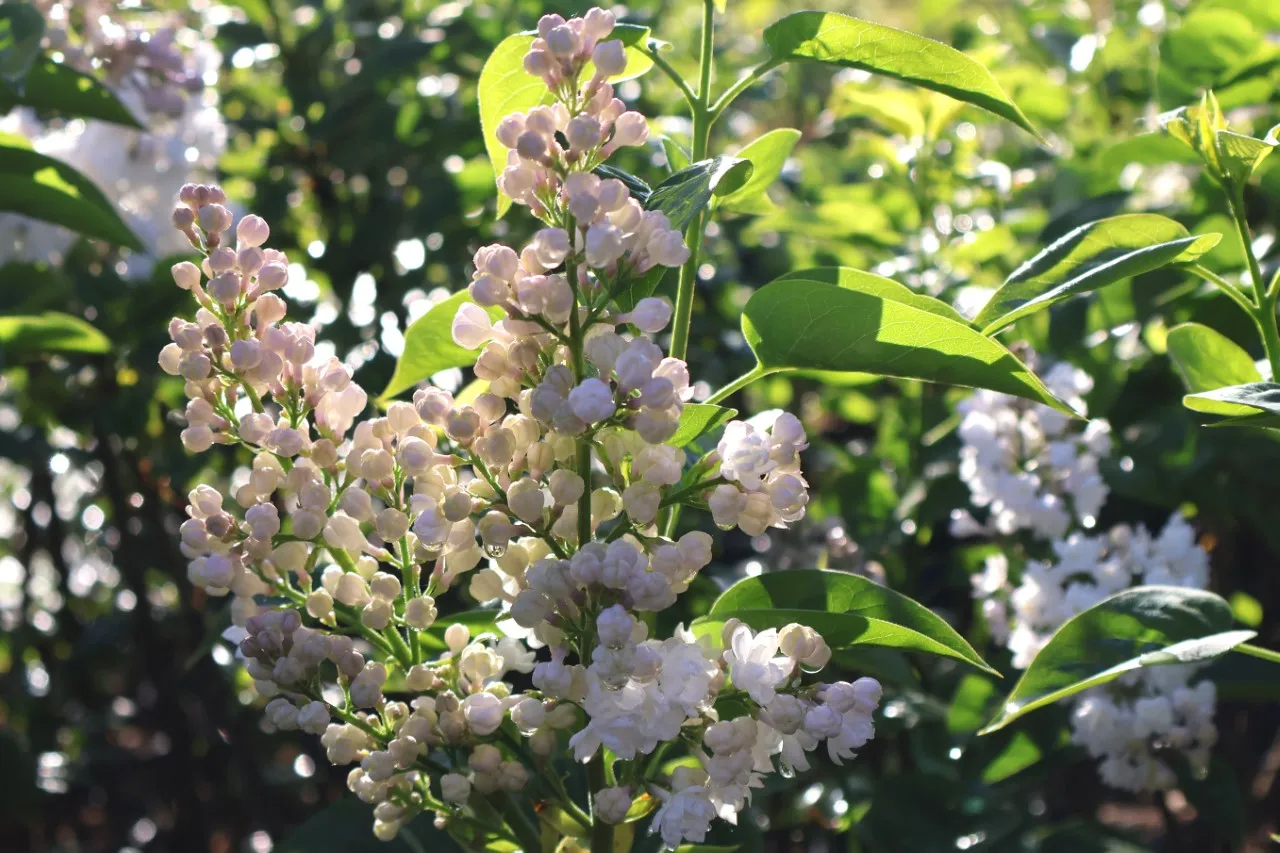 Syringa vulgaris "Beauty of Moscow'