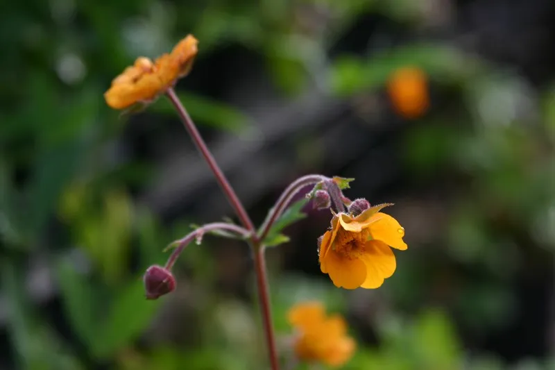 Geum 'Georgenberg'