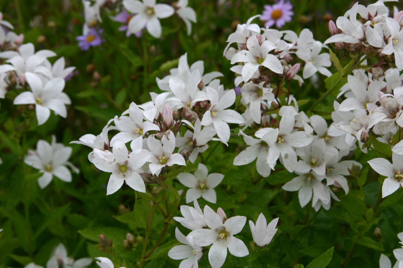 campanula-latifolia-var-macrantha-alba