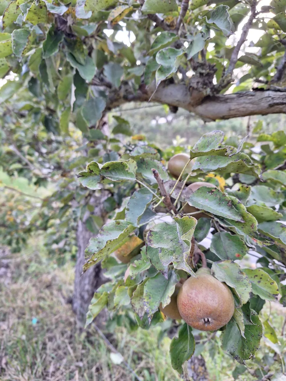 Pyrus communis 'Gieser Wildeman' : C3 : 60-100 : onderstam Pyrus communis 'Kirchensaller'