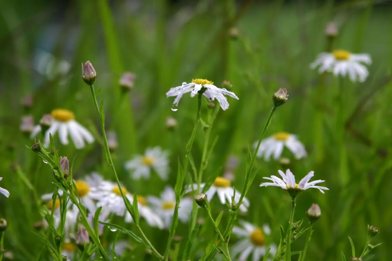 Kalimeris mongolica 'Mon Jardin'