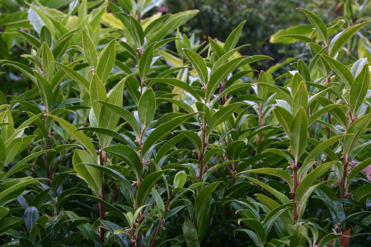 sarcococca-hookeriana-winter-gem