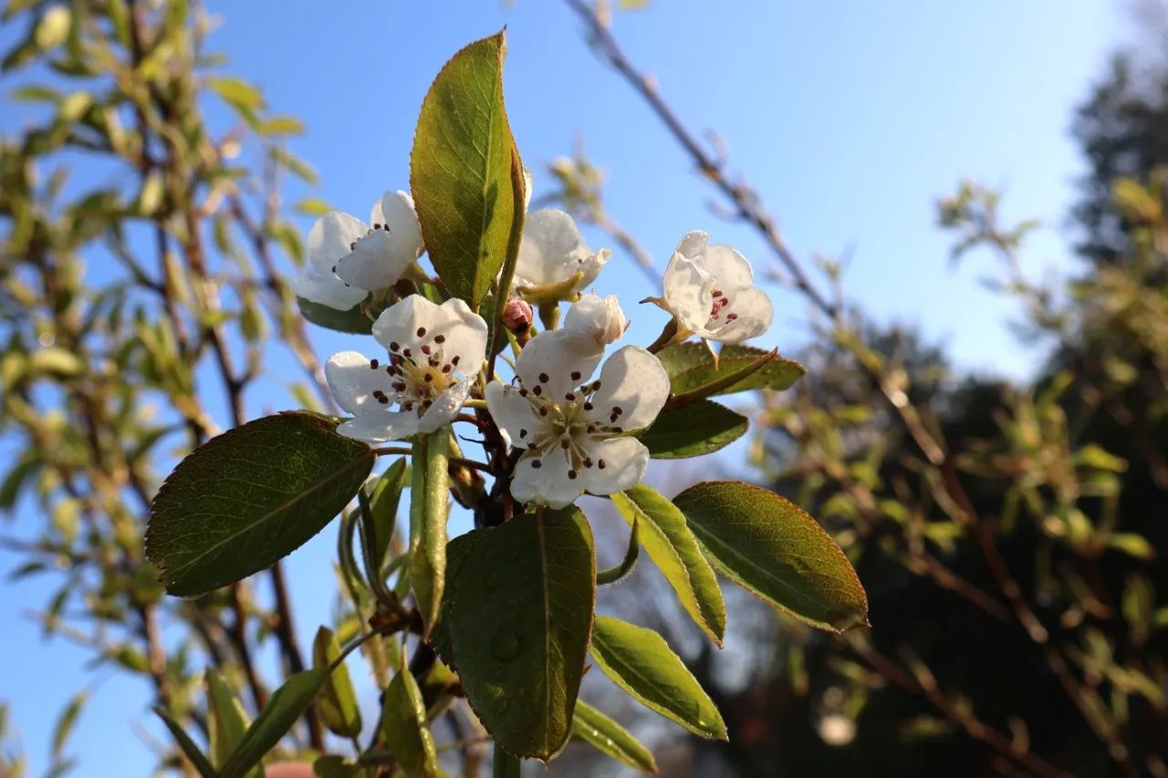 Pyrus communis 'Bonne Louise d Avranches' : C3 : 60-100 : onderstam Pyrus communis 'Kirchensaller'