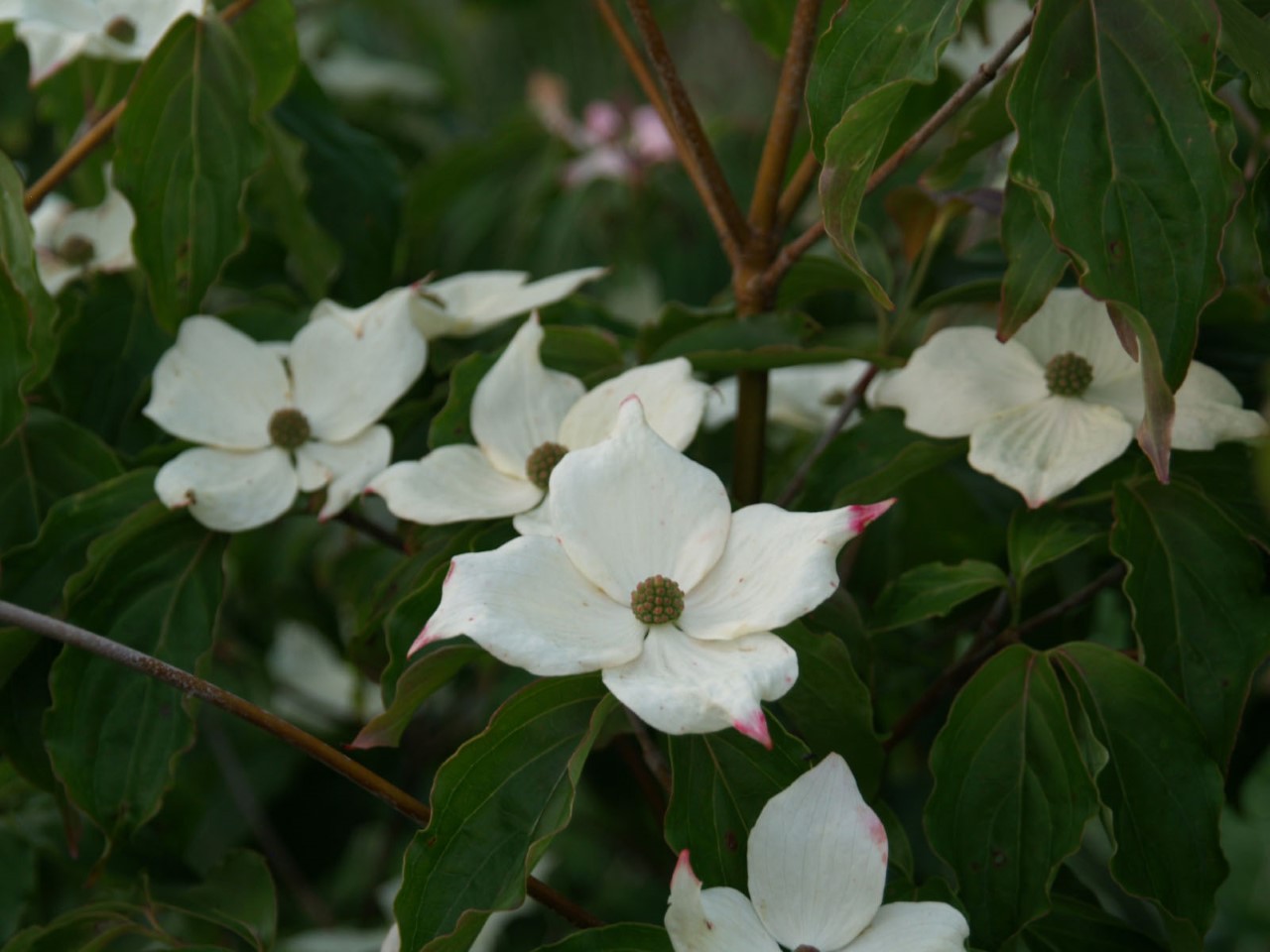 cornus-kousa-teutonia