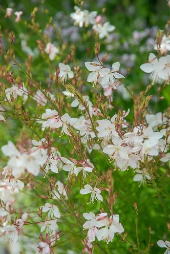 Gaura lindheimeri