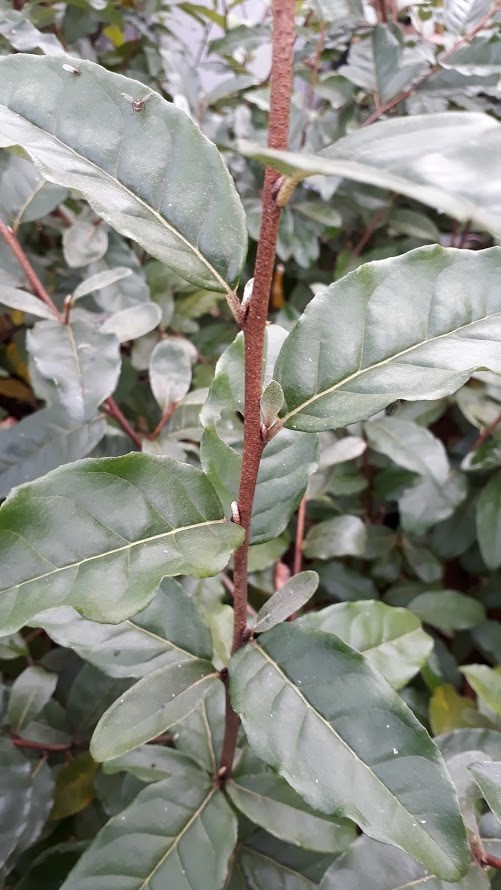 elaeagnus-umbellata-jewel