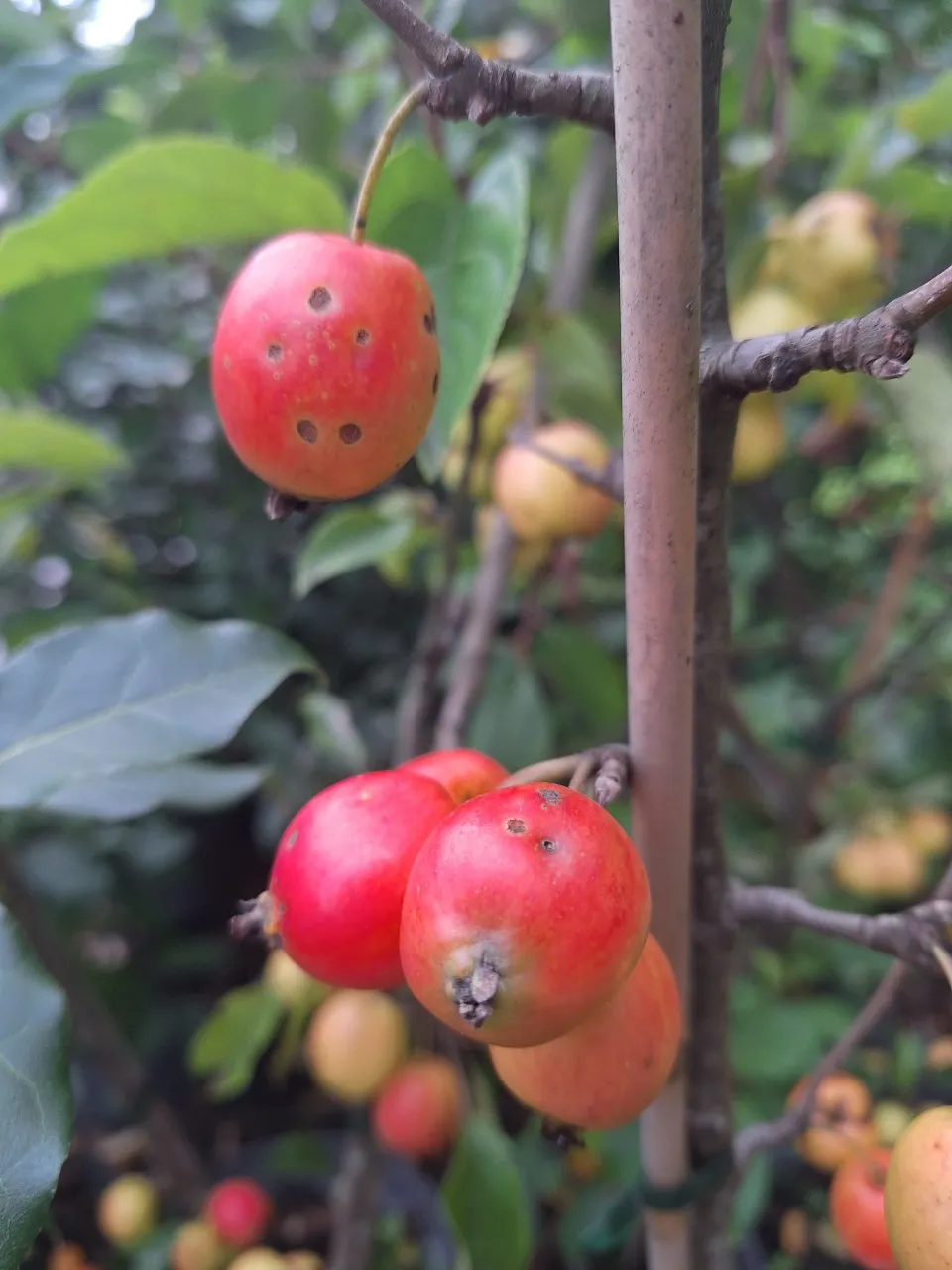 Malus 'John Downie'