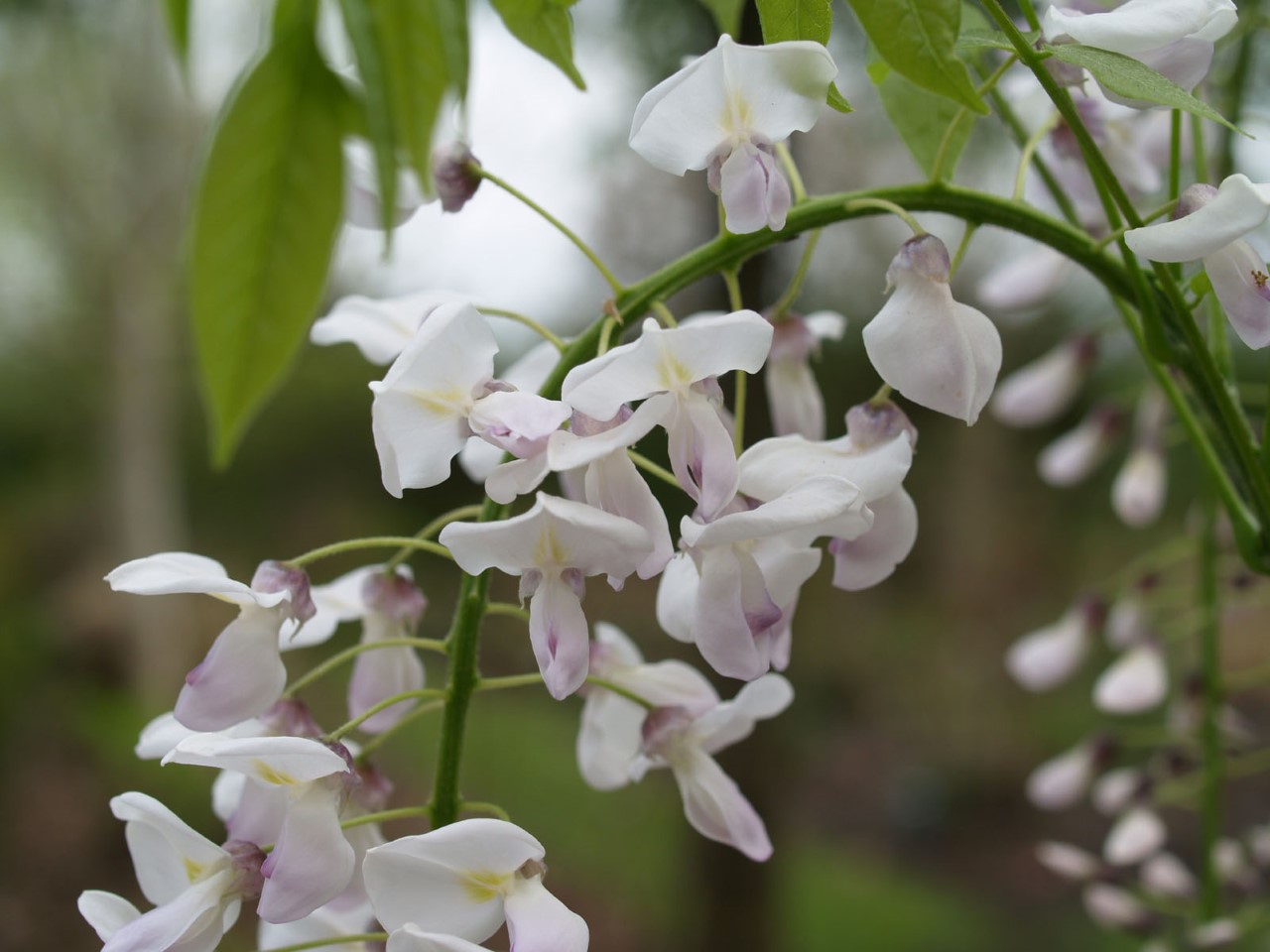 wisteria-floribunda-kimono