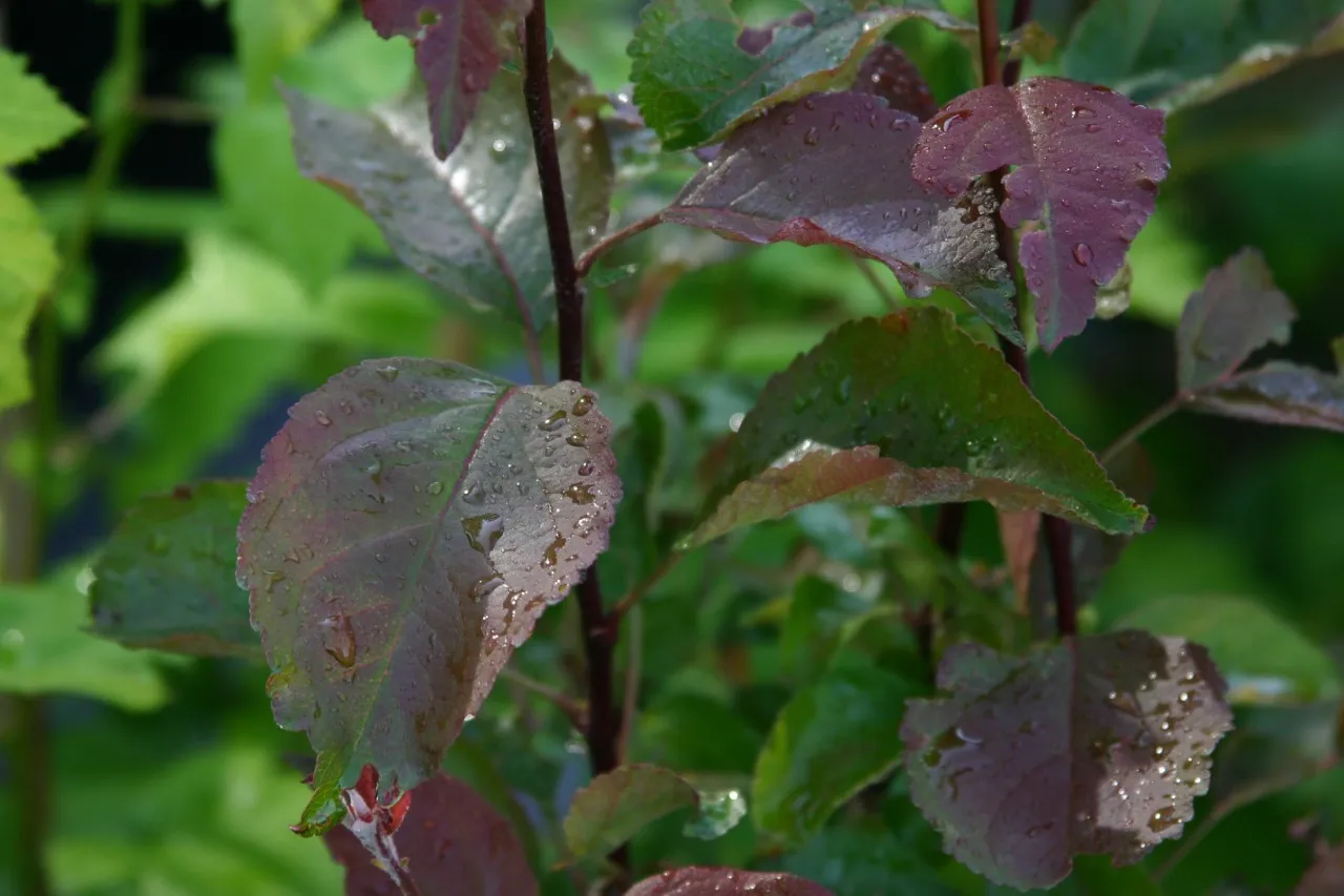 Malus niedzwetskyana 'Weirouge' : C3 : 60-100 : onderstam Malus domestica 'MM 111'