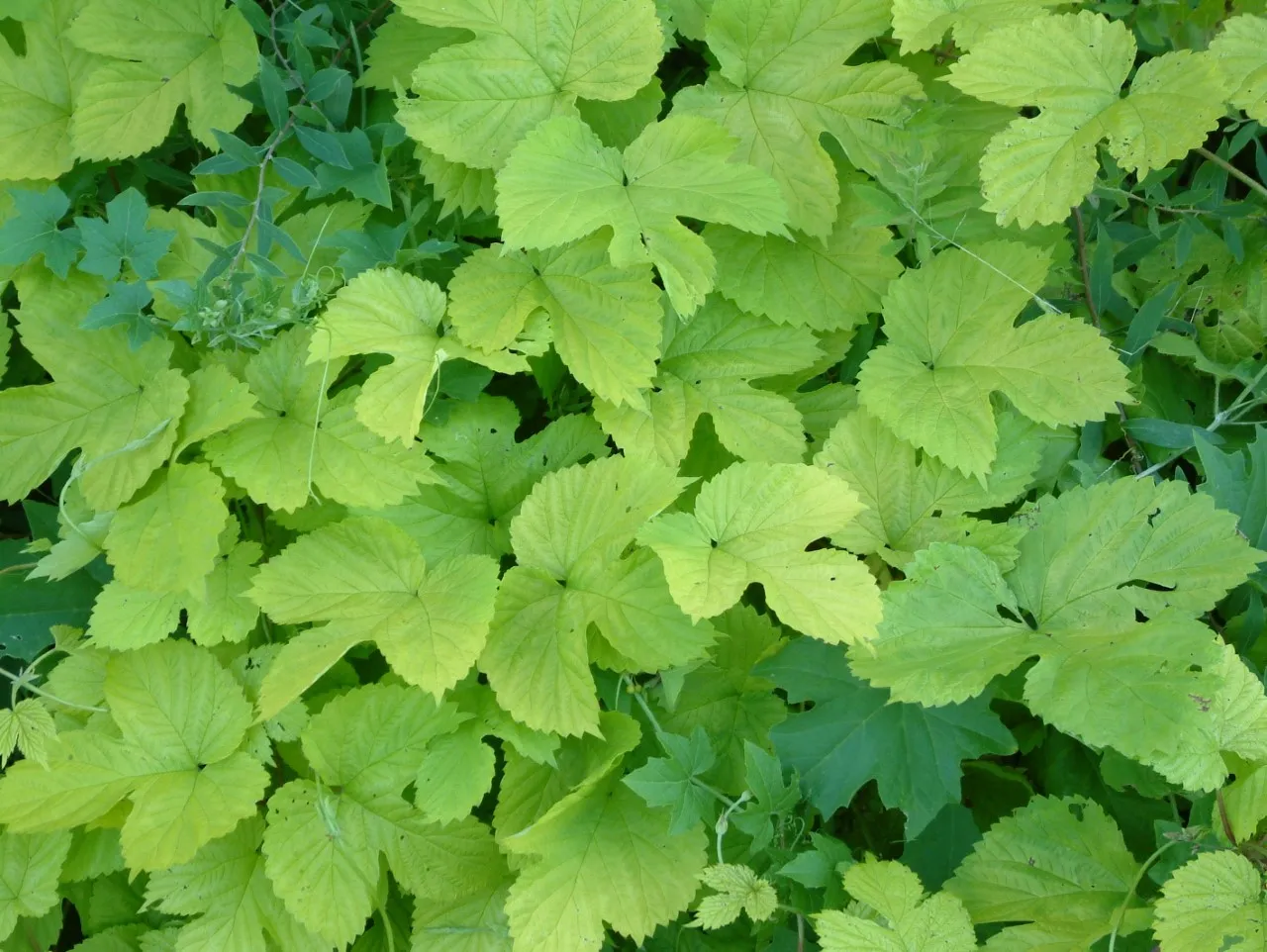 Humulus lupulus 'Aureus'