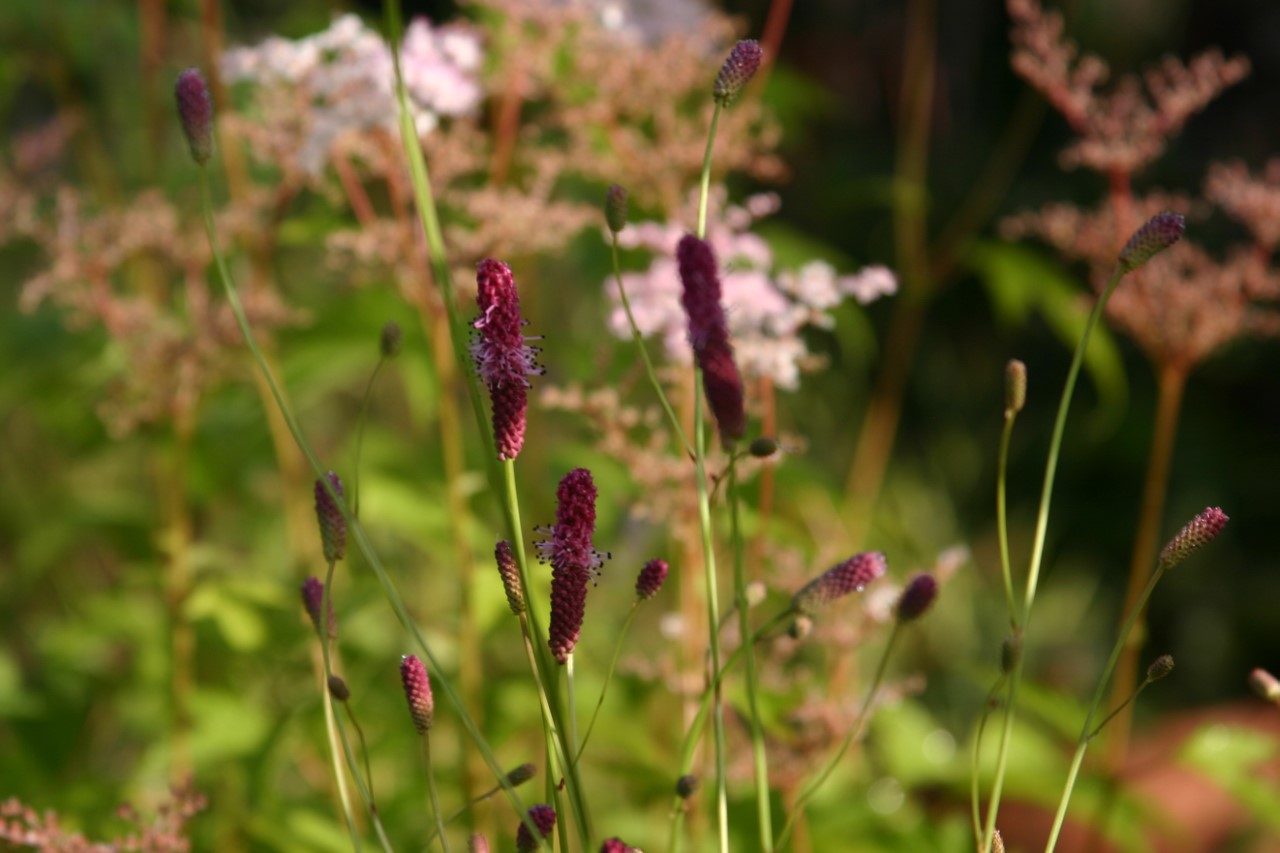 sanguisorba-officinalis-rock-and-roll