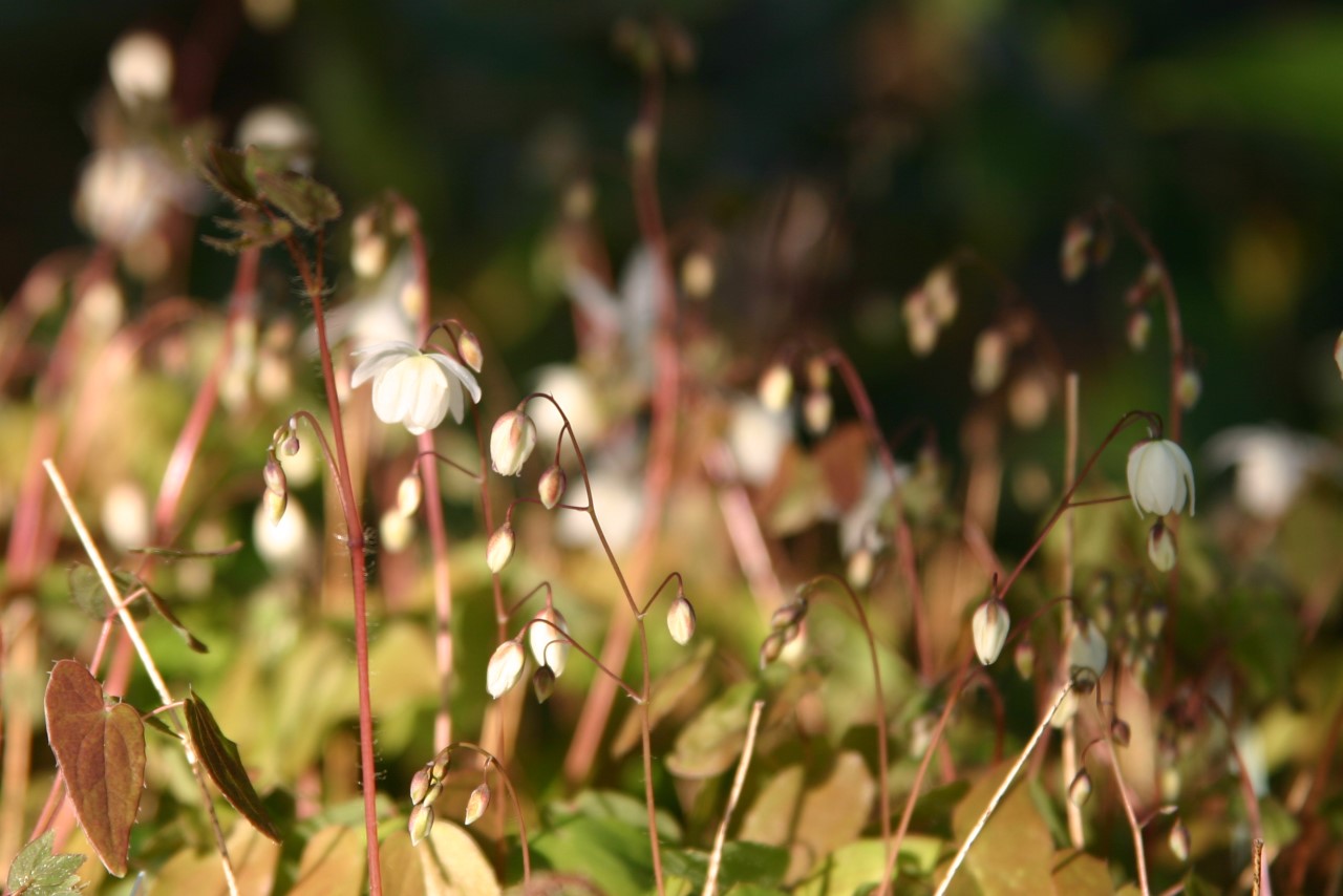 epimedium-youngianum-niveum